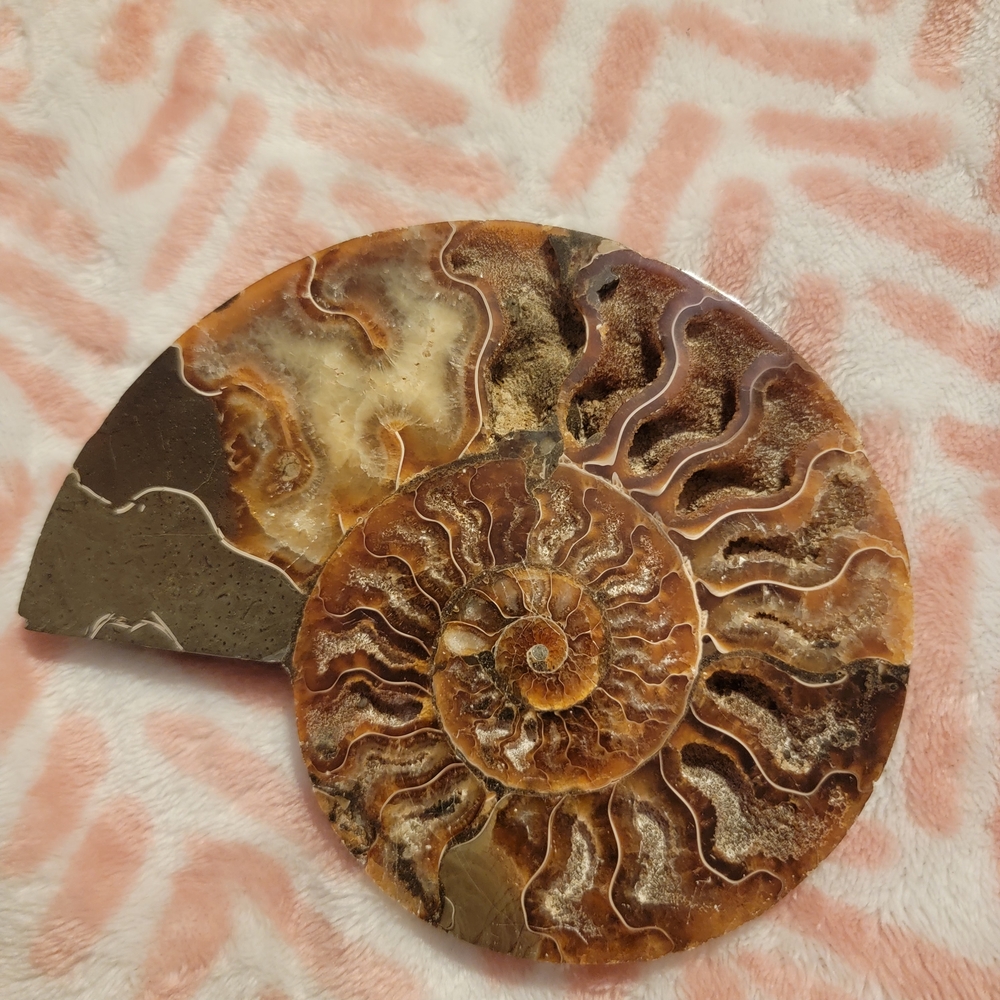 Brown and Tan Ammonite Fossil Art Piece
